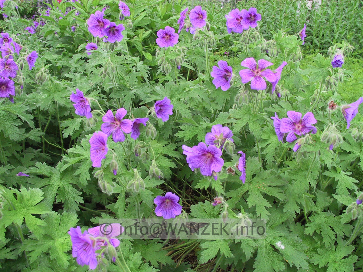 Geranium magnificum.JPG